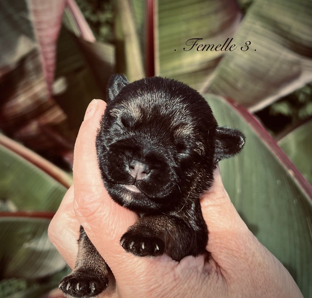 del Sueno Latino - Chiots disponibles - Border Terrier