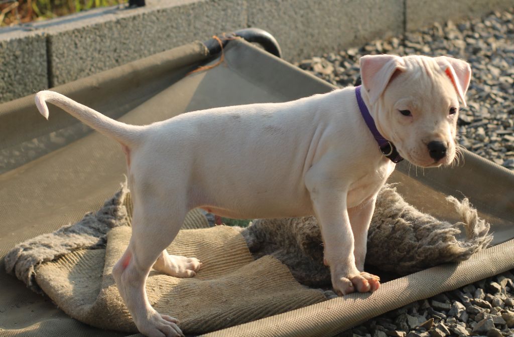 del Sueno Latino - Chiots disponibles - Dogo Argentino
