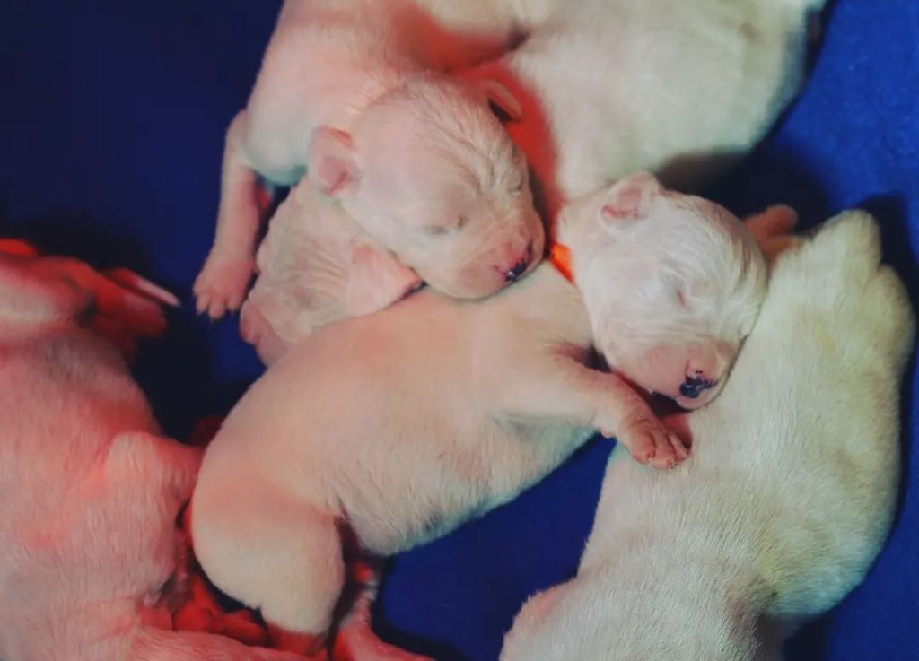 del Sueno Latino - Chiots disponibles - Dogo Argentino