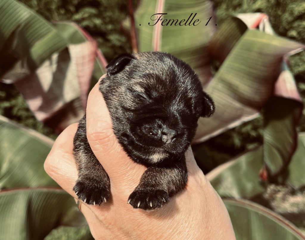 del Sueno Latino - Chiots disponibles - Border Terrier