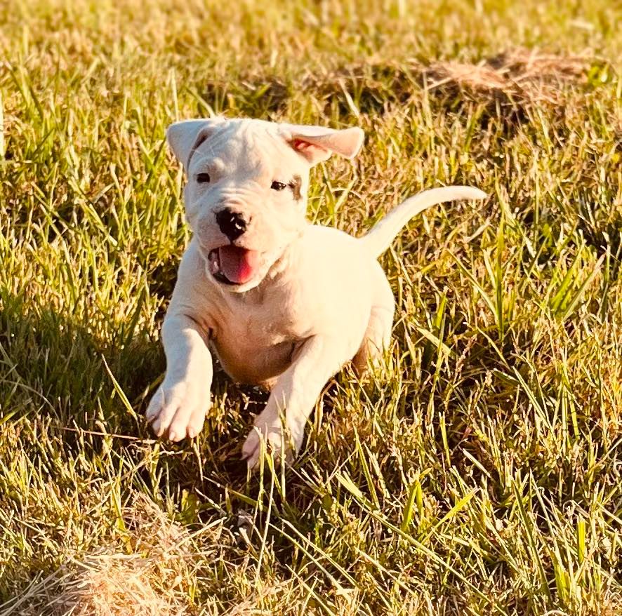 del Sueno Latino - Chiots disponibles - Dogo Argentino