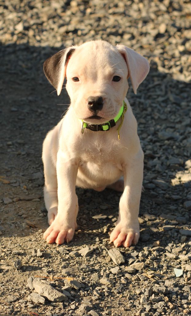 del Sueno Latino - Chiots disponibles - Dogo Argentino