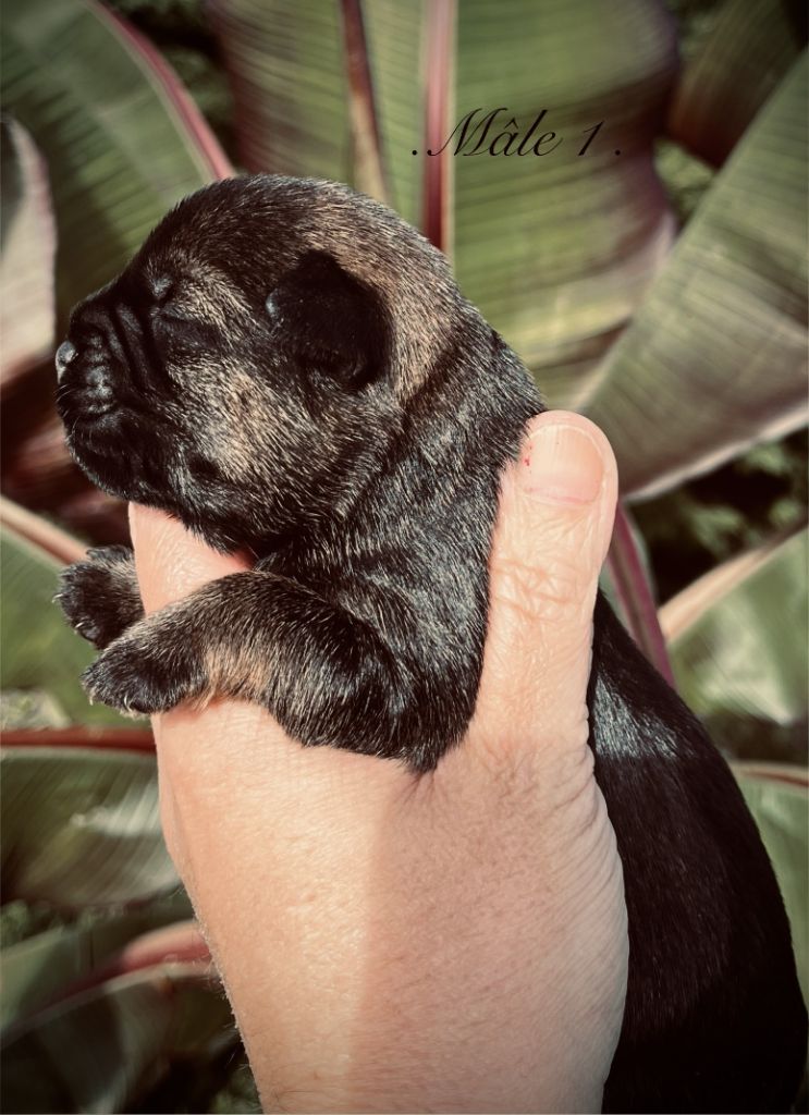del Sueno Latino - Chiots disponibles - Border Terrier
